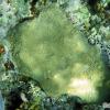 Boulder Brain Coral (2009)