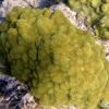 Mustard Hill Coral (2009)