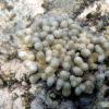 Finger Coral (2009)