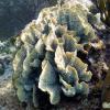 Thin Leaf Lettuce Coral (2009)