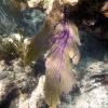 Common Sea Fan (2009)