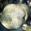 Symmetrical Brain Coral (2009)