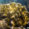 Blade Fire Coral (2009)