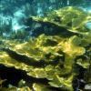 Elkhorn Coral (2009)