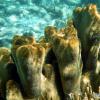 Lobed Star Coral (2009)