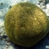 Brain Coral (2009)