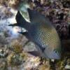 Longfin Damselfish (2009)