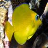 Blue Tang Juvenile (2009)