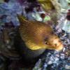 Goldentail Moray (2009)