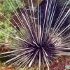 Long-Spined Urchin (2009)