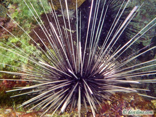 Long-Spined Urchin (2009)