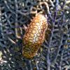 Flamingo Tongue (2009)