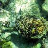 Hawksbill Turtle (2009)