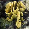 Lettuce Coral (2009)