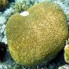 Brain Coral (2009)