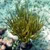 Black Sea Rod (2009)