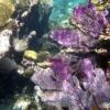Sea Fan (2009)