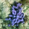 Thin Finger Coral (blue specimen) (2009)