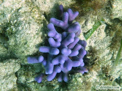 Thin Finger Coral (blue specimen) (2009)