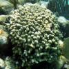 Ten-Ray Star Coral (2009)