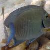 Ocean Surgeonfish (2009)