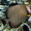 Gray Angelfish (2009)