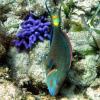 Stoplight Parrotfish (2009)