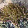 Giant Anemone (2009)