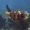 Hawksbill Sea Turtle (2009)