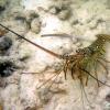 Caribbean Spiny Lobster (2009)