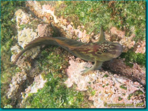 Panamic Fanged Blenny (2006)