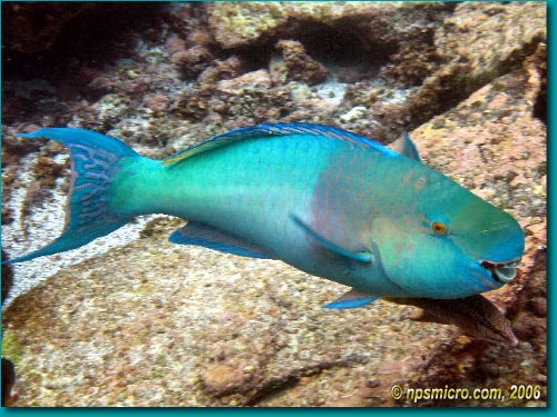 Bicolor Parrotfish (2006)