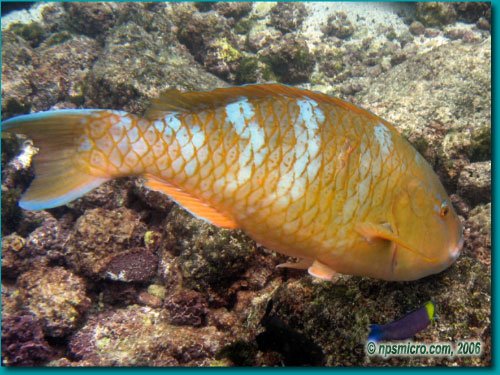 Blu-chin Parrotfish (initial phase) 
