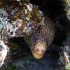 Goldentail moray (2010)
