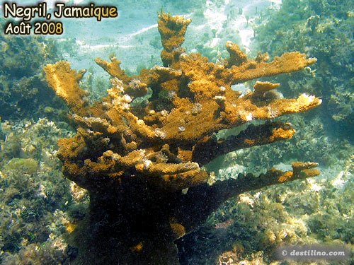 ElkHorn Coral (2008)