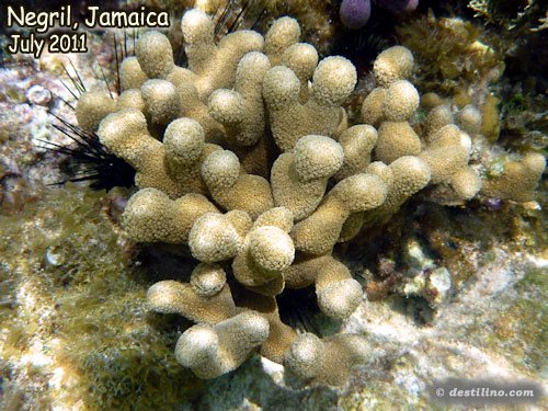 Thin Finger Coral (2011)
