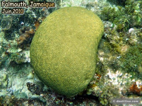 Grooved Brain Coral (2010)