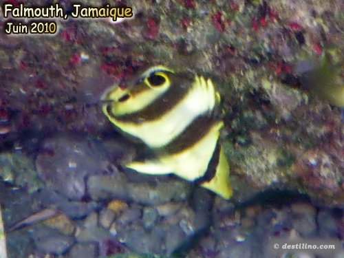 Banded Butterflyfish Juvenile (2010)