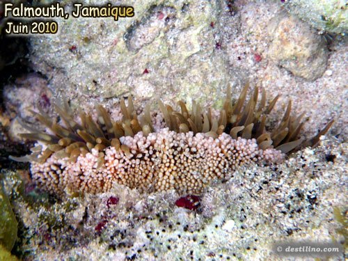 Red Warty Anemone (2010)