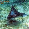 Spotted Eagleray (2008)