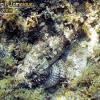 Spotted Scorpionfish (2008)