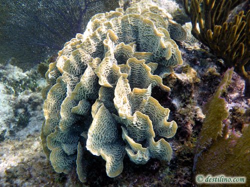 Thin Leaf Lettuce Coral (2009)