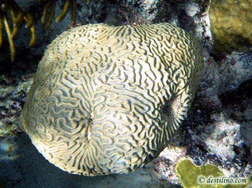 Symmetrical Brain Coral (2009)