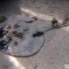 Lesser Electric Ray (2009)