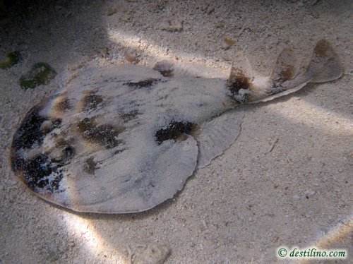 Lesser Electric Ray (2009)