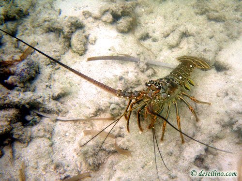 Caribbean Spiny Lobster (2009)